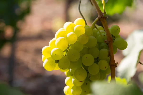 Uvas brancas saudáveis maduras doces e suculentas — Fotografia de Stock