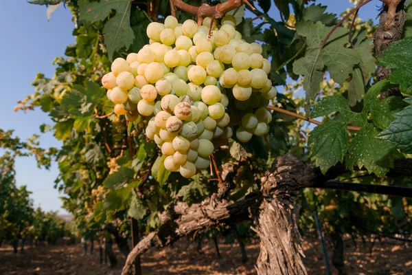 Healthy ripe sweet and juicy white grapes — Stock Photo, Image