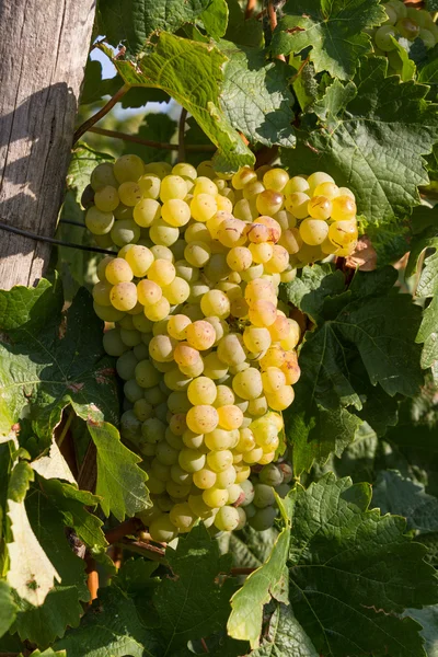 Uvas brancas saudáveis maduras doces e suculentas — Fotografia de Stock