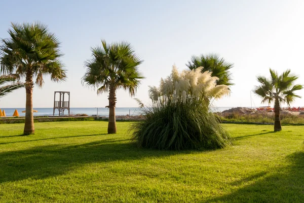 Jardin avec herbe, plantes et palmiers . — Photo