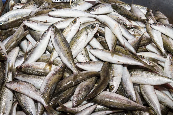 Capturas de peixe fresco à venda no mercado local de peixe — Fotografia de Stock