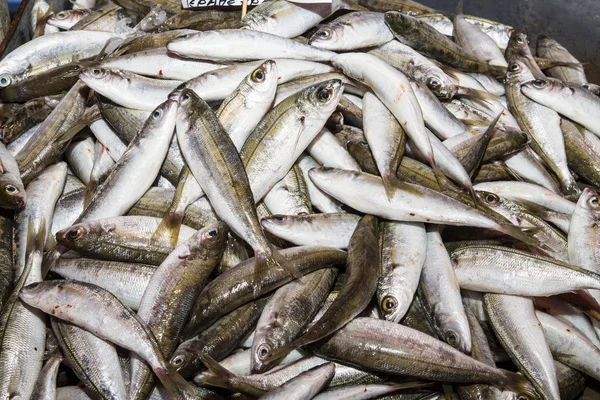 Fresh fish catch on sale at local fish market — Stock Photo, Image