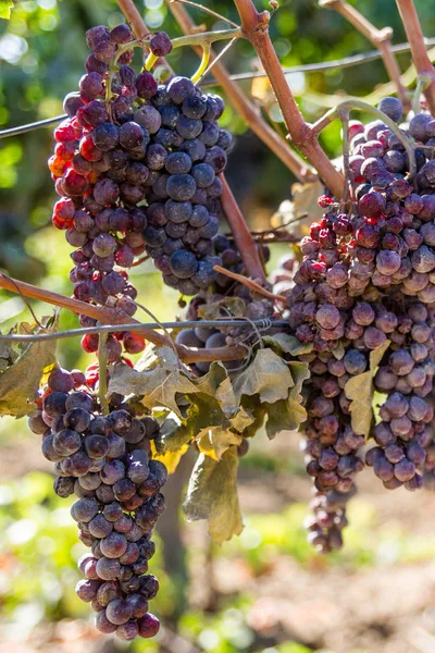 Vinhas e uvas infetadas por parasitas de oídio . — Fotografia de Stock