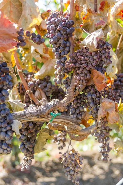 Parásito del moho viñas y uvas infectadas . — Foto de Stock