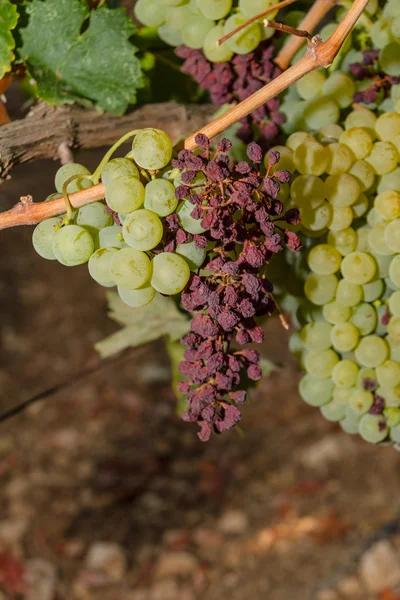 Vinhas e uvas infetadas por parasitas de oídio . — Fotografia de Stock