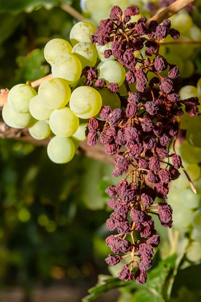 Паразит роси заражені лози і виноград . — стокове фото