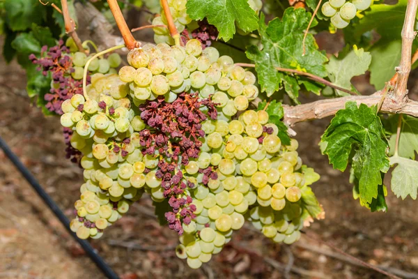 Meeldauw parasiet besmet wijnstokken en druiven. — Stockfoto