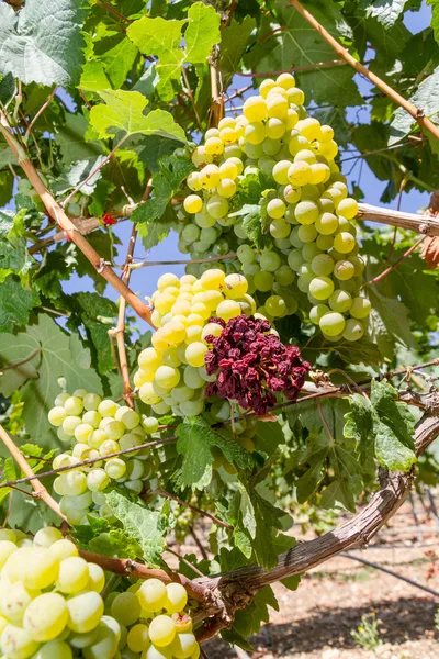 Mehltau-Parasiten befallen Reben und Trauben. — Stockfoto