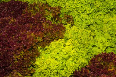 yeşil ve kırmızı taze marul