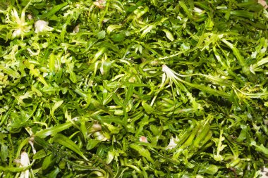 çeşitli yeşil salata taze hasat