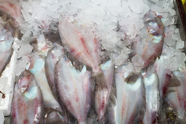 Färskt från havet rödspätta fisk fångsten. — Stockfoto