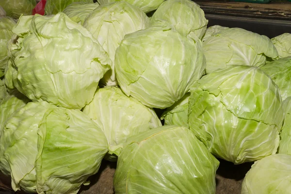 Pile of freshhly picked cabbage — Stock Photo, Image