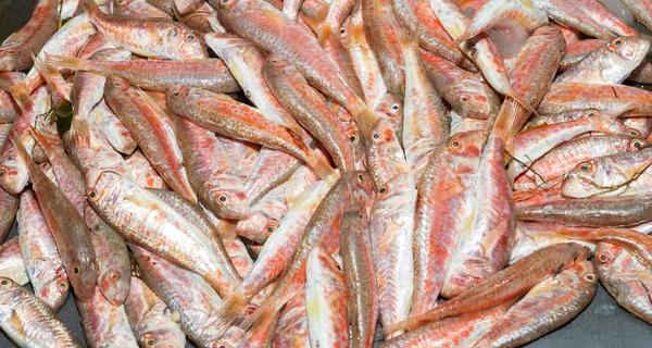 Fresco da variedade de peixes vermelhos oceânicos — Fotografia de Stock