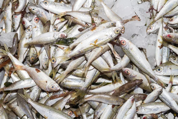 从海洋新鲜的博格鱼渔获量 — 图库照片