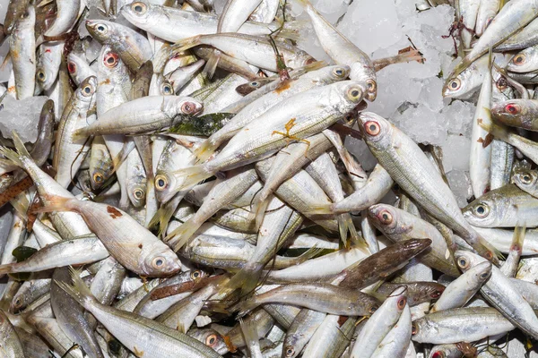 Fresco do oceano captura de peixes bogue — Fotografia de Stock