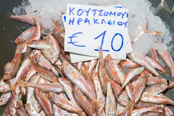 Fresco de la variedad de peces rojos del océano — Foto de Stock