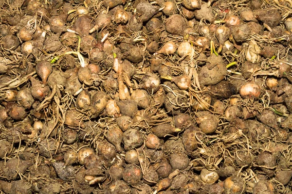 Bolbos de salada de legumes frescos — Fotografia de Stock