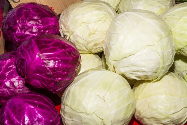 Pile of freshhly picked  cabbage — Stock Photo, Image