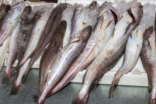 Frais de la capture de poissons de mer bogue Images De Stock Libres De Droits