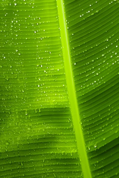 Rain drops  on banana tree  leafs. — Stock Photo, Image