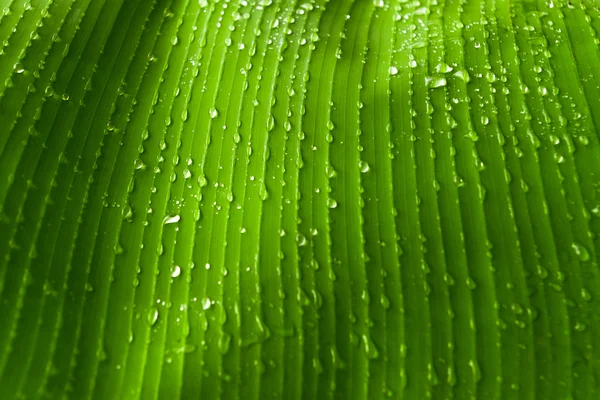 Rain drops  on banana tree  leafs. — Stock Photo, Image