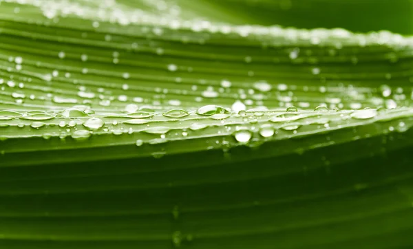 Rain drops  on banana tree  leafs. — Stock Photo, Image