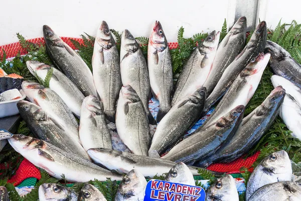 Fresco dal pesce branzino oceano cattura . — Foto Stock