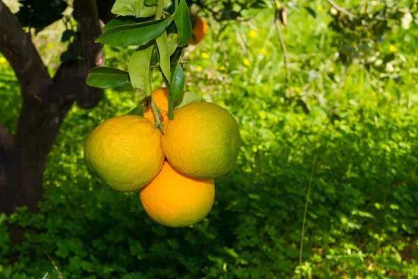 Laranjas maduras frescas nas árvores . — Fotografia de Stock