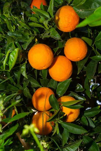 Laranjas maduras frescas nas árvores . — Fotografia de Stock