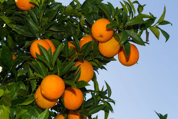 Oranges mûres fraîches sur les arbres . — Photo