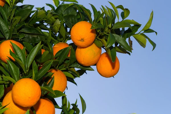 Świeże, dojrzałe pomarańcze na drzewach. — Zdjęcie stockowe