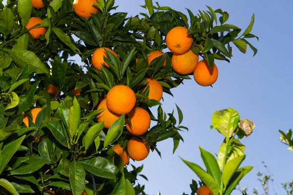 Färska mogna apelsiner på träden. — Stockfoto