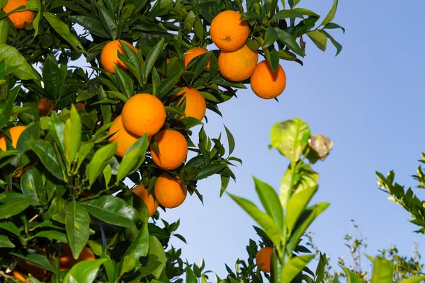 Laranjas maduras frescas nas árvores . — Fotografia de Stock