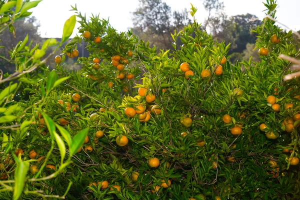 A fák friss érett mandarin. — Stock Fotó