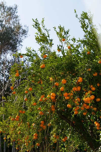 Świeże mandarynki dojrzałe na drzewach. — Zdjęcie stockowe