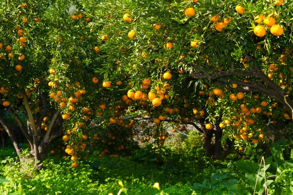 Mandarinas frescas maduras en los árboles . — Foto de Stock