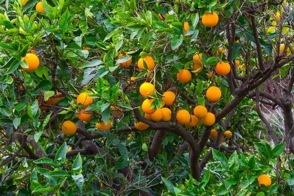 Laranjas maduras frescas e tangerinas nas árvores . — Fotografia de Stock