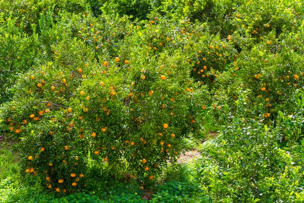 Tangerinas maduras frescas nas árvores . — Fotografia de Stock