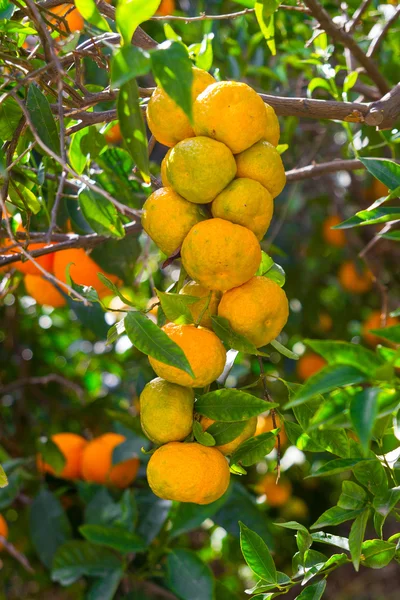 Laranjas maduras frescas e tangerinas nas árvores . — Fotografia de Stock