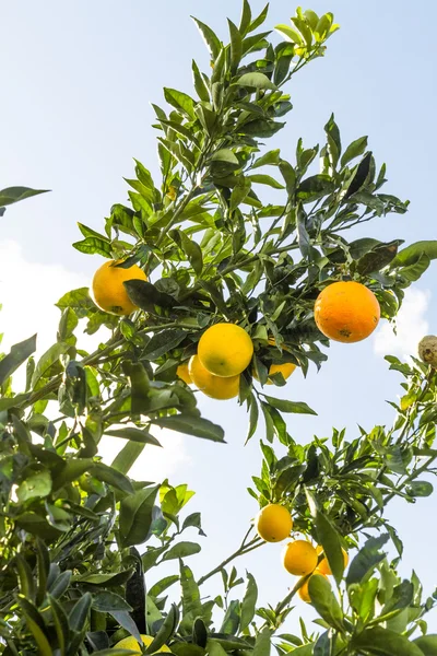 Fresh ripe oranges on the trees. — Stock Photo, Image