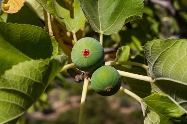 Figuier aux figues — Photo