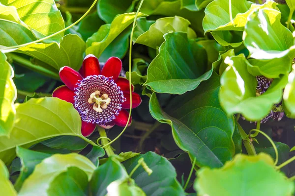 Granadille géante de plantes fruitières — Photo