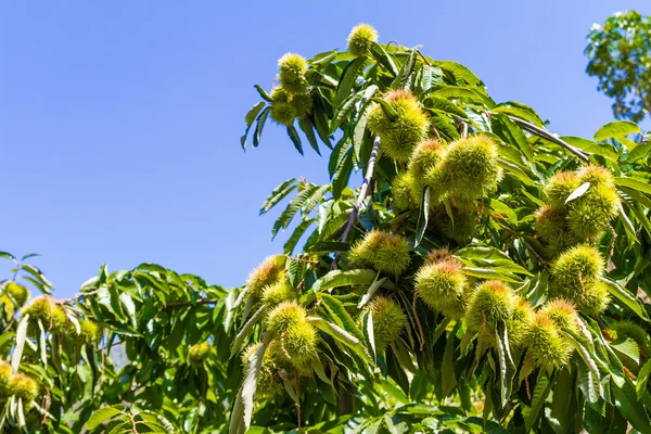 Cabang pohon kastanye dengan chestnut . — Stok Foto