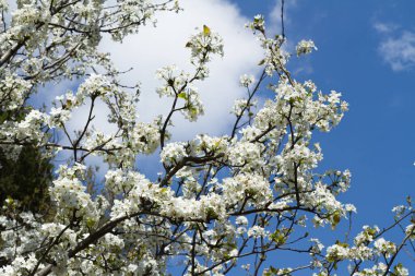 Baharda mavi parçalı bulutlu gökyüzü üzerinde beyaz kiraz çiçekleriyle kiraz ağacı dalları. Doğa çiçek desenli arkaplan.