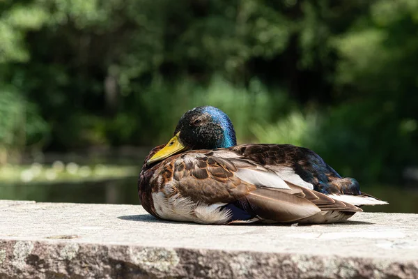 Pofuduk tüylü mavi başlı yaban ördeği hakkında renkli detaylar. Parlak güneş ışığında, Doğa Parkı 'nın su birikintisinin yanındaki taş duvarda.. — Stok fotoğraf