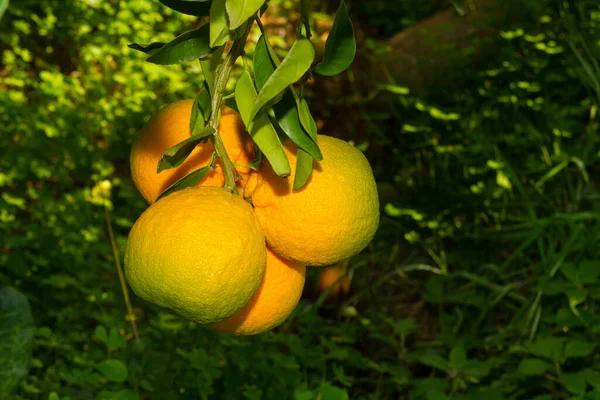 Arancio con grappolo di arance succose in primavera. — Foto Stock