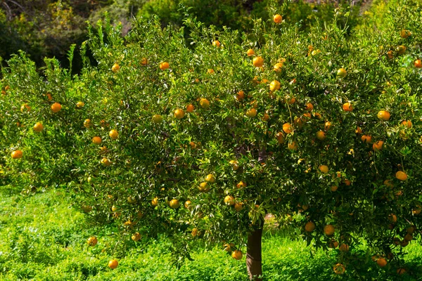 Tangerine tree with fresh juicy tangerines in spring. — Stock Photo, Image