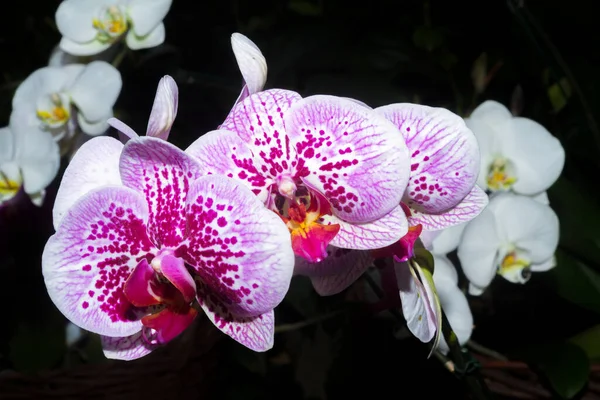 Delikat Orkidé blomma närbild i botaniska trädgårdar. — Stockfoto
