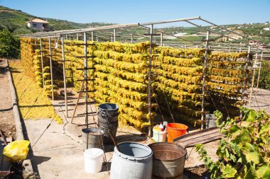 Archanes bölgesi üzüm bağlarının, Heraklion 'un, Girit' in, Yunanistan 'ın özel kurutucu raflarında asılı duran üzüm bağları. Güneş doğuran üretim kavramı.