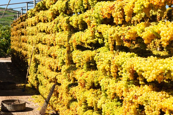 Słońce podnosi winogrona suszenie wiszące na specjalnych stojakach suszenia winnic regionu Archanes, Heraklion, Kreta, Grecja. Koncepcja produkcji podnoszącej słońce. — Zdjęcie stockowe